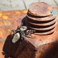 Maratus griseus at Kambah, ACT - suppressed