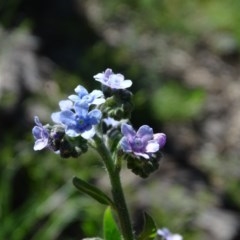 Cynoglossum australe (Australian Forget-me-not) at Symonston, ACT - 10 Nov 2020 by Mike