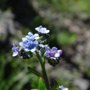 Cynoglossum australe at Symonston, ACT - 10 Nov 2020