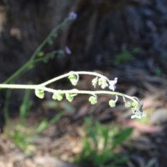 Cynoglossum australe at Symonston, ACT - 10 Nov 2020