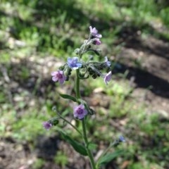 Cynoglossum australe at Symonston, ACT - 10 Nov 2020 03:51 PM