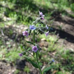 Cynoglossum australe at Symonston, ACT - 10 Nov 2020