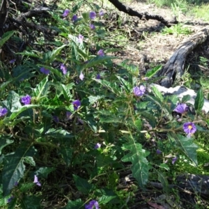 Solanum cinereum at Symonston, ACT - 10 Nov 2020