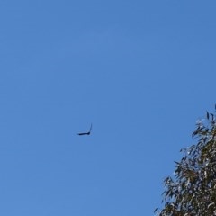 Aquila audax (Wedge-tailed Eagle) at Symonston, ACT - 10 Nov 2020 by Mike