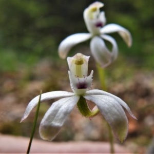 Caladenia moschata at Paddys River, ACT - suppressed