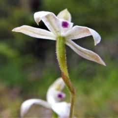 Caladenia moschata at Paddys River, ACT - suppressed