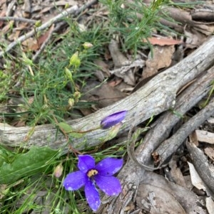 Cheiranthera linearis at Murrumbateman, NSW - 7 Nov 2020 07:18 AM