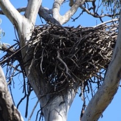 Aquila audax (Wedge-tailed Eagle) at Symonston, ACT - 10 Nov 2020 by Mike