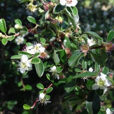 Cotoneaster pannosus (Cotoneaster) at Symonston, ACT - 10 Nov 2020 by Mike