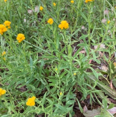 Chrysocephalum apiculatum (Common Everlasting) at Murrumbateman, NSW - 7 Nov 2020 by Dannygaff