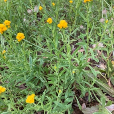 Chrysocephalum apiculatum (Common Everlasting) at Murrumbateman, NSW - 6 Nov 2020 by Dannygaff