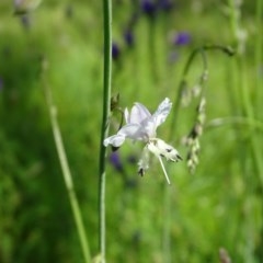 Arthropodium milleflorum (Vanilla Lily) at Symonston, ACT - 10 Nov 2020 by Mike