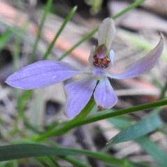 Caladenia carnea (Pink Fingers) at Paddys River, ACT - 10 Nov 2020 by JohnBundock