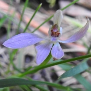 Caladenia carnea at Paddys River, ACT - suppressed