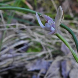 Caladenia carnea at Paddys River, ACT - suppressed