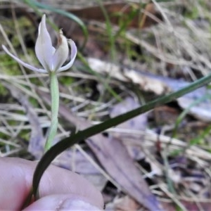 Caladenia carnea at Paddys River, ACT - suppressed