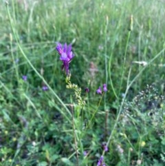 Linaria pelisseriana (Pelisser's Toadflax) at Murrumbateman, NSW - 7 Nov 2020 by Dannygaff