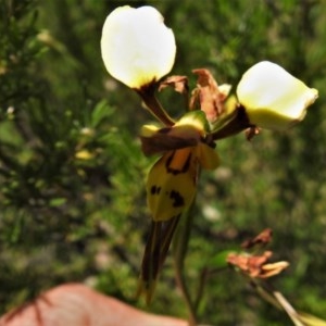 Diuris sulphurea at Coree, ACT - 10 Nov 2020