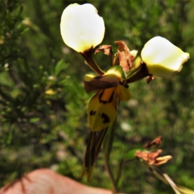 Diuris sulphurea (Tiger Orchid) at Lower Cotter Catchment - 10 Nov 2020 by JohnBundock