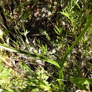 Diuris sulphurea at Coree, ACT - suppressed