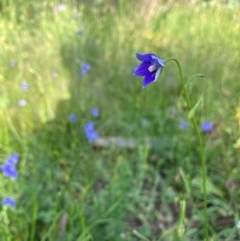 Wahlenbergia sp. (Bluebell) at Murrumbateman, NSW - 6 Nov 2020 by Dannygaff