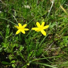 Hypoxis hygrometrica var. villosisepala (Golden Weather-grass) at Symonston, ACT - 10 Nov 2020 by Mike