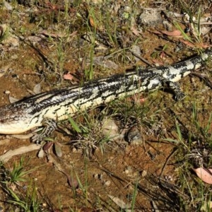 Tiliqua nigrolutea at Paddys River, ACT - 10 Nov 2020