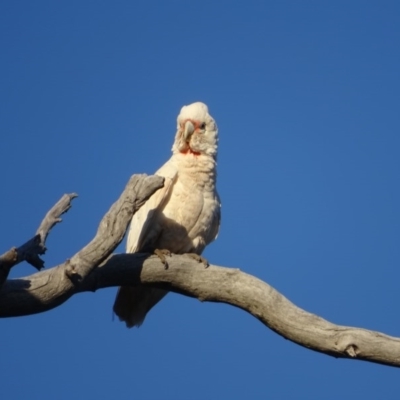 Cacatua tenuirostris (Long-billed Corella) at Mount Mugga Mugga - 10 Nov 2020 by Mike