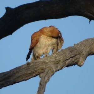 Falco cenchroides at O'Malley, ACT - 10 Nov 2020 06:42 AM