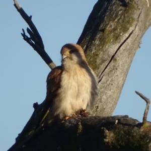 Falco cenchroides at O'Malley, ACT - 10 Nov 2020 06:42 AM