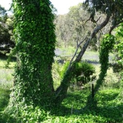 Hedera sp. (helix or hibernica) (Ivy) at O'Malley, ACT - 9 Nov 2020 by Mike