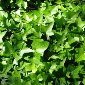 Hedera sp. (helix or hibernica) at Mount Mugga Mugga - 9 Nov 2020