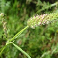 Trifolium angustifolium (Narrowleaf Clover) at O'Malley, ACT - 9 Nov 2020 by Mike