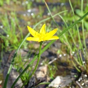 Hypoxis hygrometrica var. villosisepala at O'Malley, ACT - 9 Nov 2020