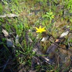 Hypoxis hygrometrica var. villosisepala at O'Malley, ACT - 9 Nov 2020