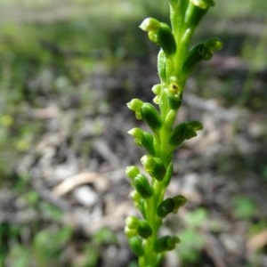 Microtis parviflora at O'Malley, ACT - 9 Nov 2020