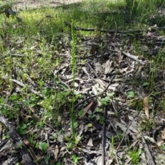 Microtis parviflora at O'Malley, ACT - suppressed