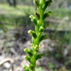 Microtis parviflora at O'Malley, ACT - 9 Nov 2020