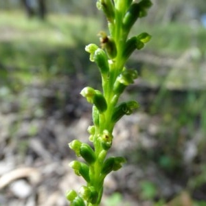 Microtis parviflora at O'Malley, ACT - suppressed