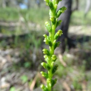 Microtis parviflora at O'Malley, ACT - 9 Nov 2020