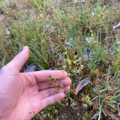 Drosera gunniana (Pale Sundew) at Murrumbateman, NSW - 9 Nov 2020 by Dannygaff