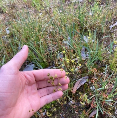 Drosera gunniana (Pale Sundew) at Murrumbateman, NSW - 9 Nov 2020 by Dannygaff