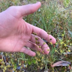 Drosera gunniana at Murrumbateman, NSW - 9 Nov 2020