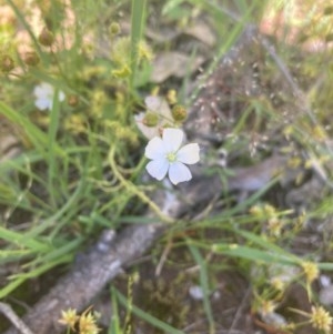 Drosera gunniana at Murrumbateman, NSW - 9 Nov 2020