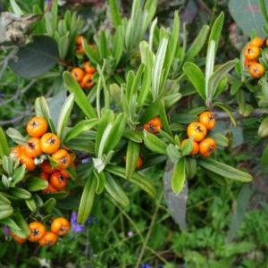 Pyracantha angustifolia at O'Malley, ACT - 7 Nov 2020 09:40 AM