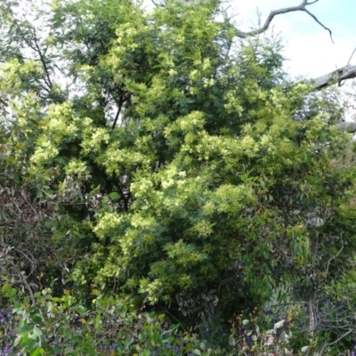 Acacia mearnsii (Black Wattle) at O'Malley, ACT - 6 Nov 2020 by Mike