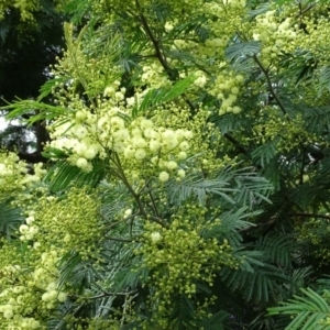 Acacia mearnsii at O'Malley, ACT - 7 Nov 2020