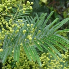 Acacia mearnsii at O'Malley, ACT - 7 Nov 2020