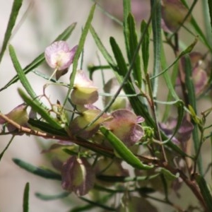 Dodonaea viscosa subsp. angustifolia at Deakin, ACT - 10 Nov 2020