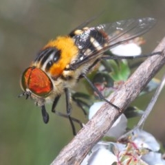 Scaptia (Scaptia) auriflua (A flower-feeding march fly) at Aranda Bushland - 8 Nov 2020 by Harrisi